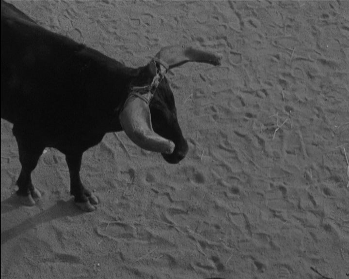 Largada de touros em Santarém