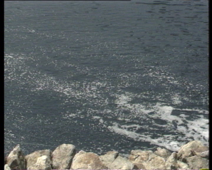 Peixes mortos nos rios Vouga e Caima