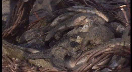 Morte de peixes no rio Liz