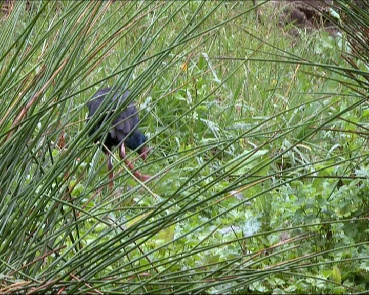 Gaivotas e pombos nas cidades