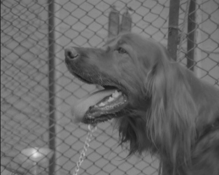 60ª Exposição Canina Internacional de Lisboa