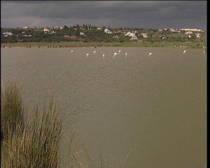 Flamingos no Algarve