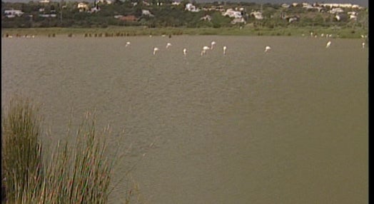 Flamingos no Algarve