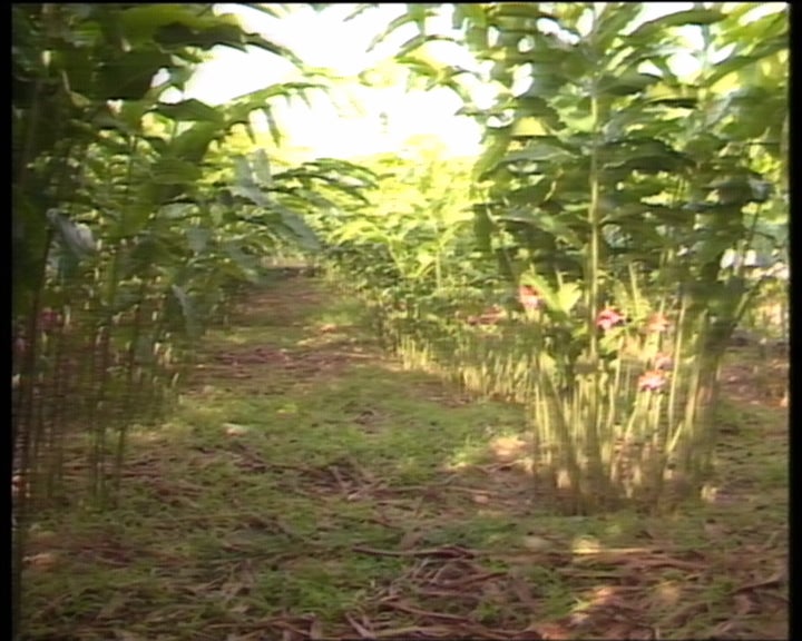 Evoluções de S. Tomé – Parte I