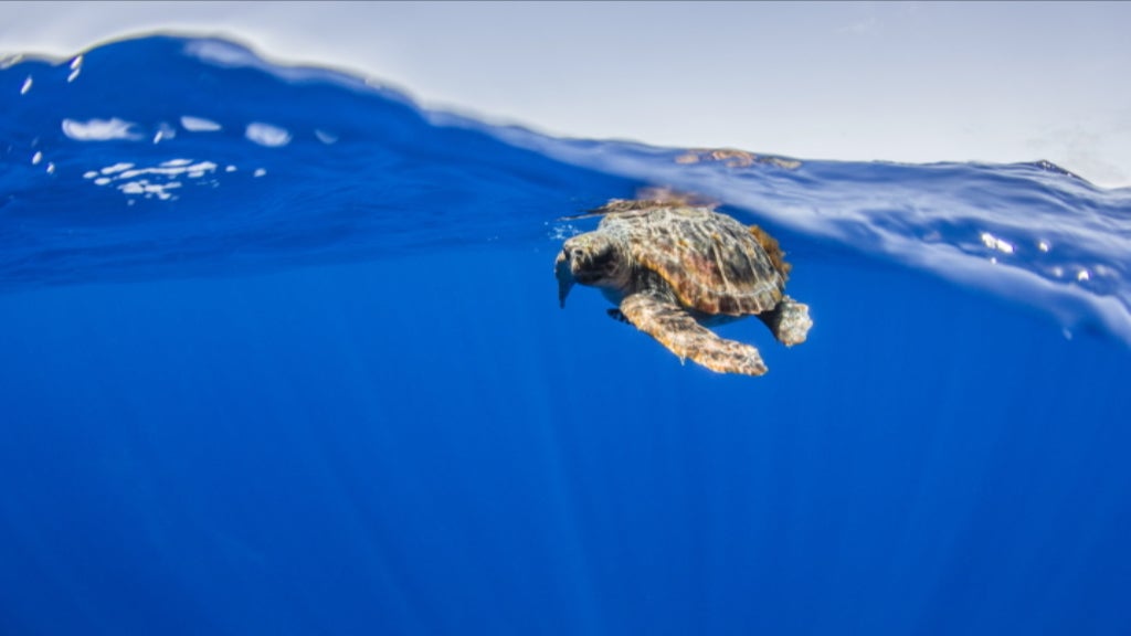 Fotografia Subaquática