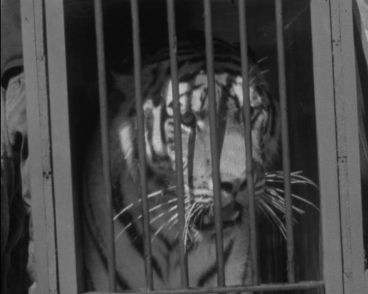 Viagem de tigres para Moçambique