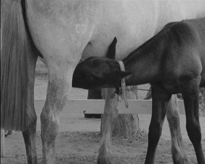 Inauguração da Feira Anual de Vila Franca de Xira