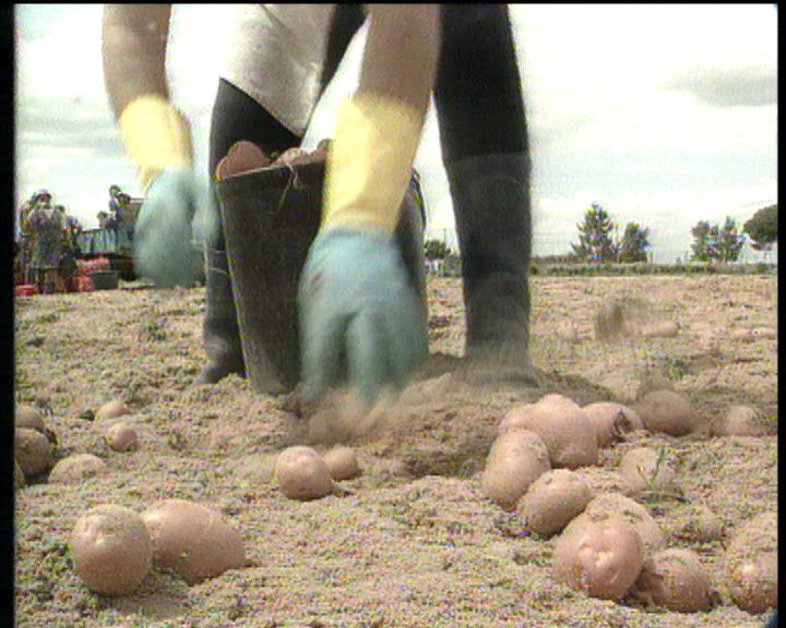 Agricultura em crescimento