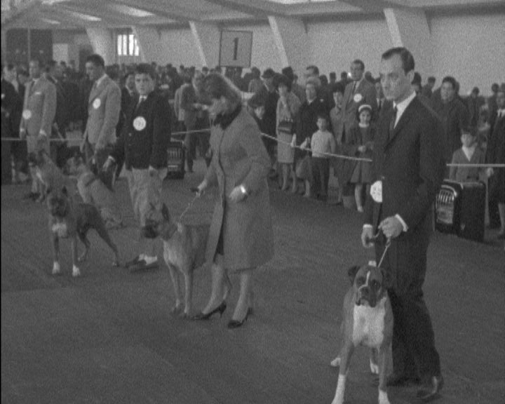 41ª Exposição Internacional Canina na FIL