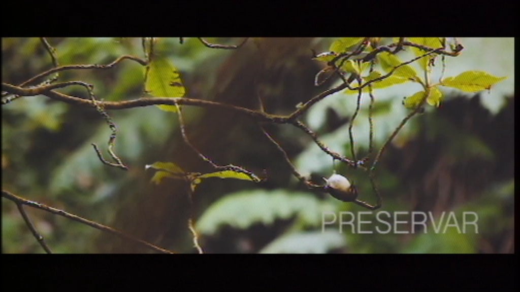 RTP-Madeira exibe documentário “Laurissilva”