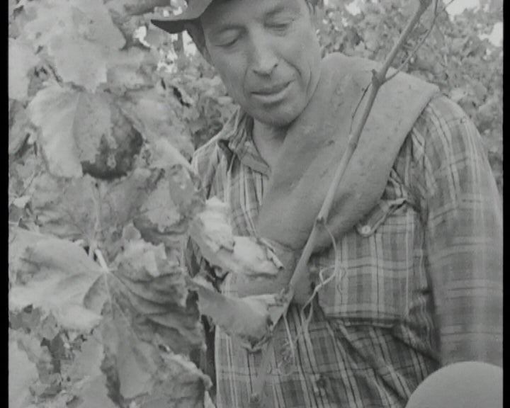 A produção de vinho – I Parte