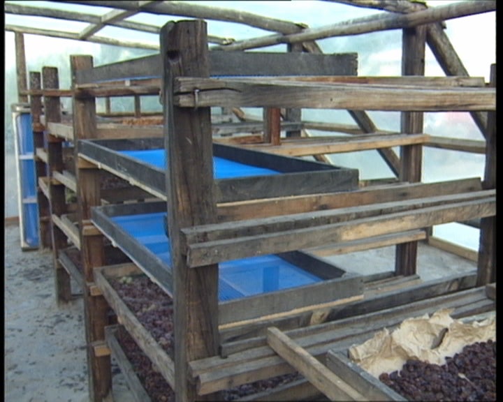 A reestruturação da vinha em Portugal II