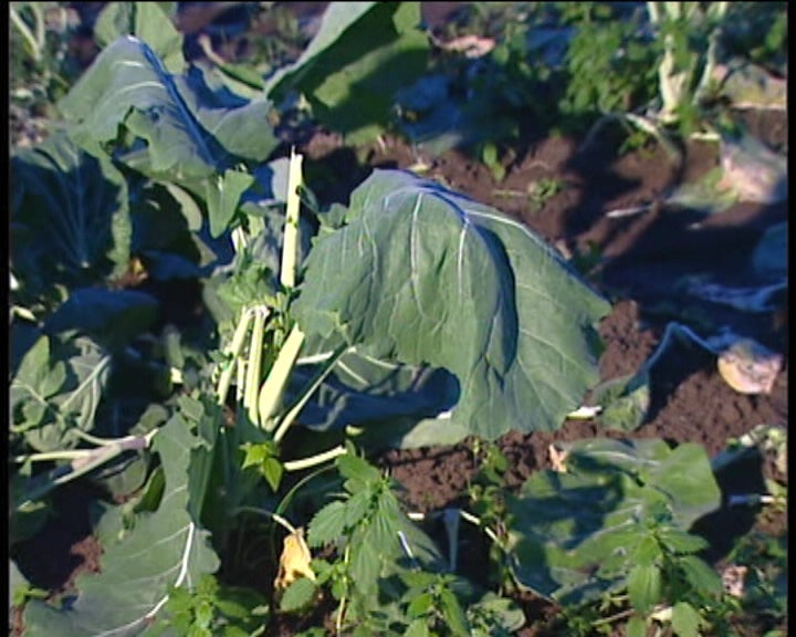 Prejuízos na Floricultura
