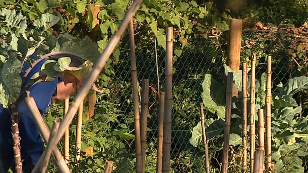 Dia Mundial do Ambiente