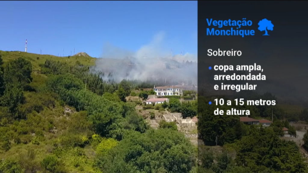 Espécies ardidas na Serra de Monchique