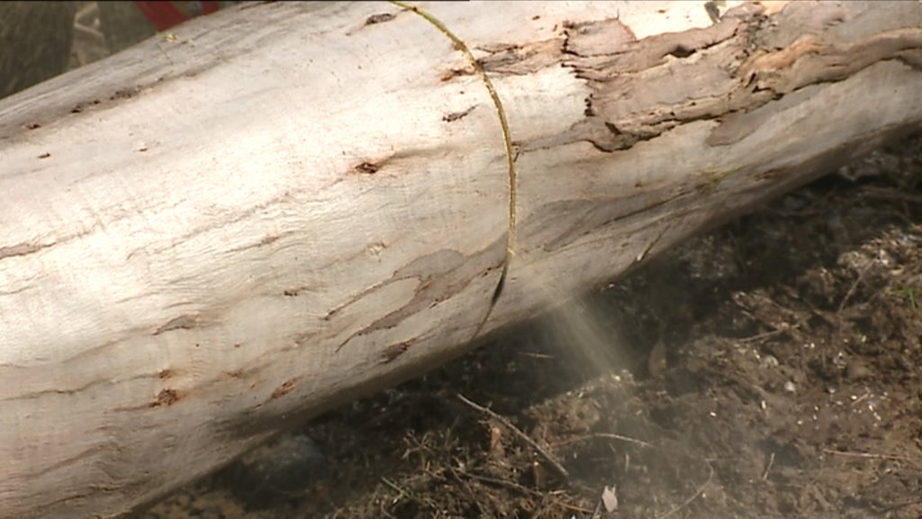 Limpeza das florestas