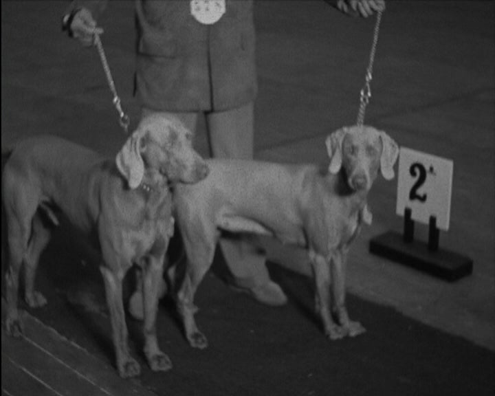 41ª Exposição Canina Internacional de Lisboa