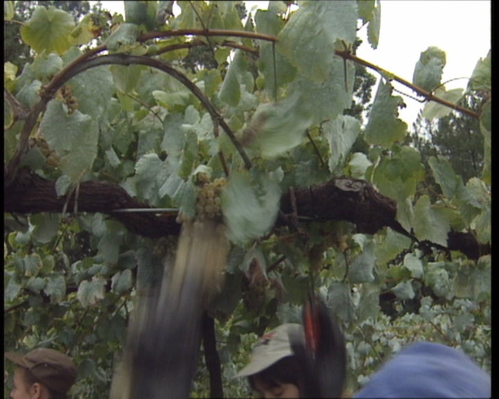 A região demarcada dos vinhos verdes