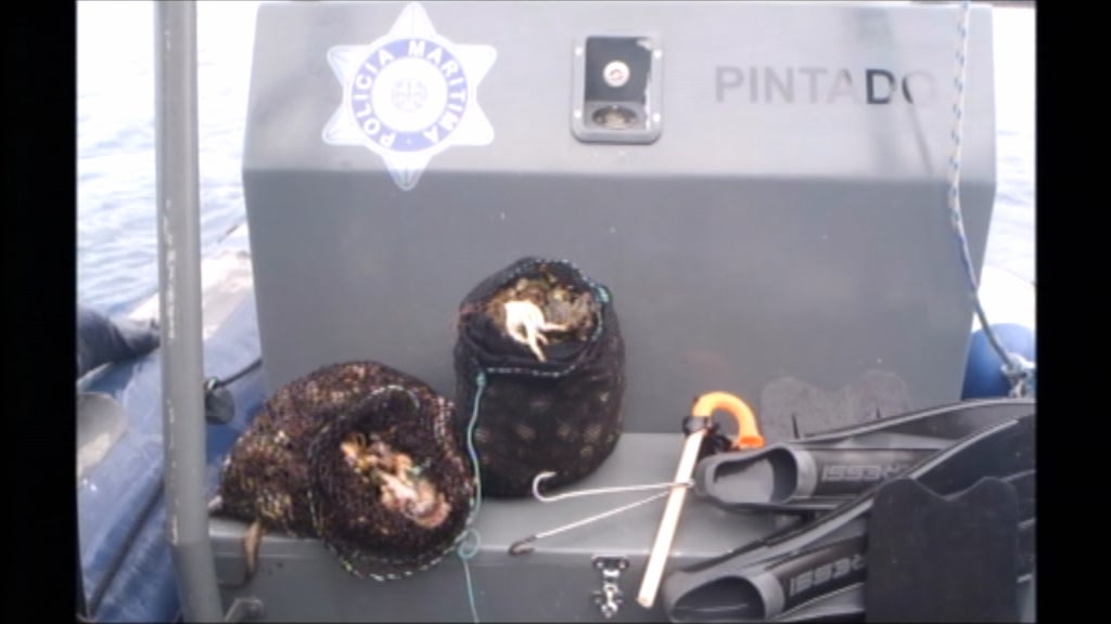 Apreensão de pescado em Vila Franca do Campo