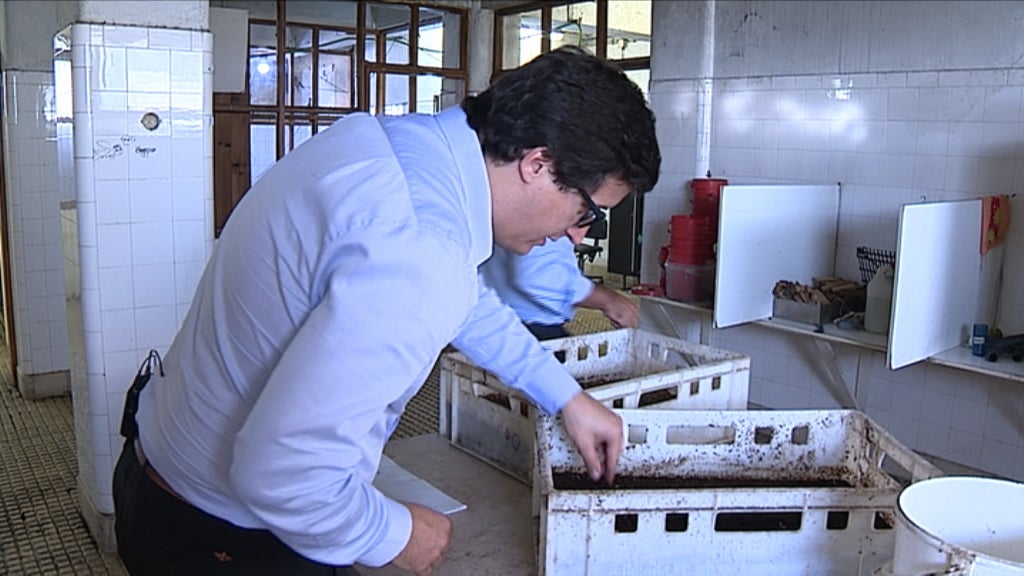 Insetos em banho-maria