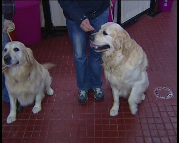 Creche para cães no Monte de Caparica