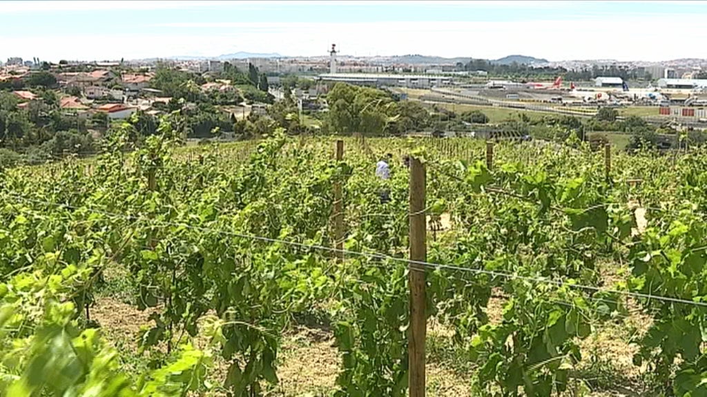 Promoção dos vinhos da região de Lisboa