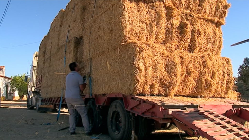 Solidariedade para com vítimas dos incêndios florestais