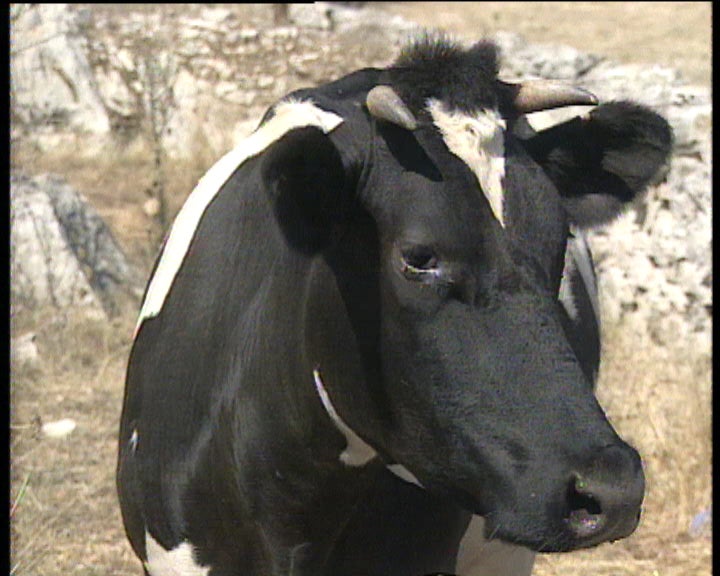 Posição da CAP às medidas dos 15