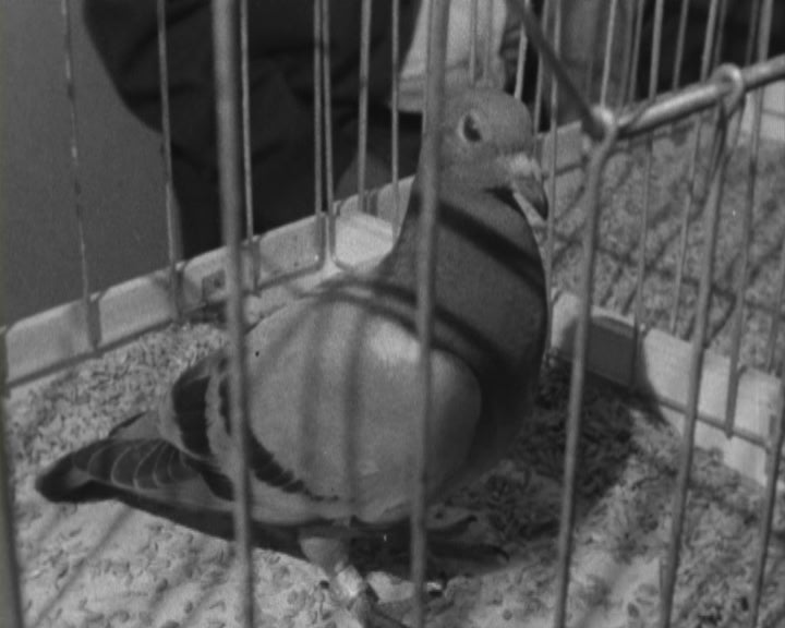 Leilão de borrachos em Lisboa