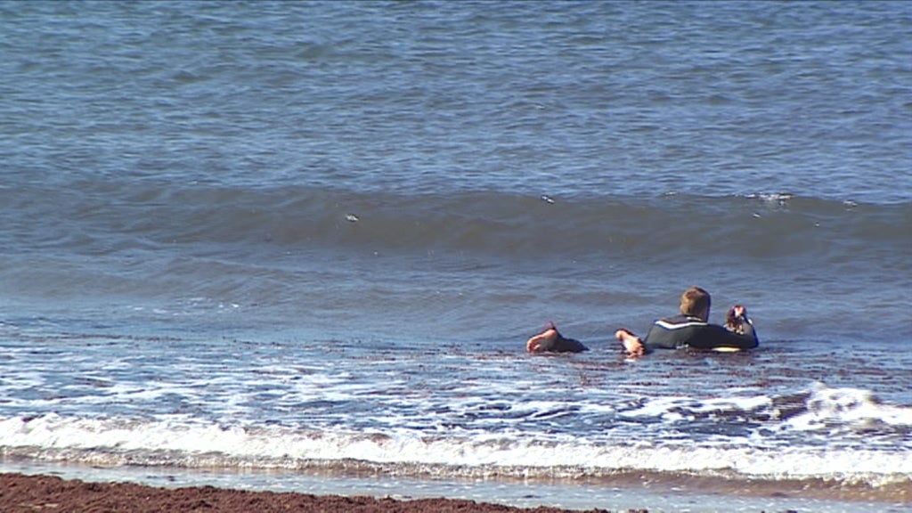 Algas nas praias de Cascais e Carcavelos