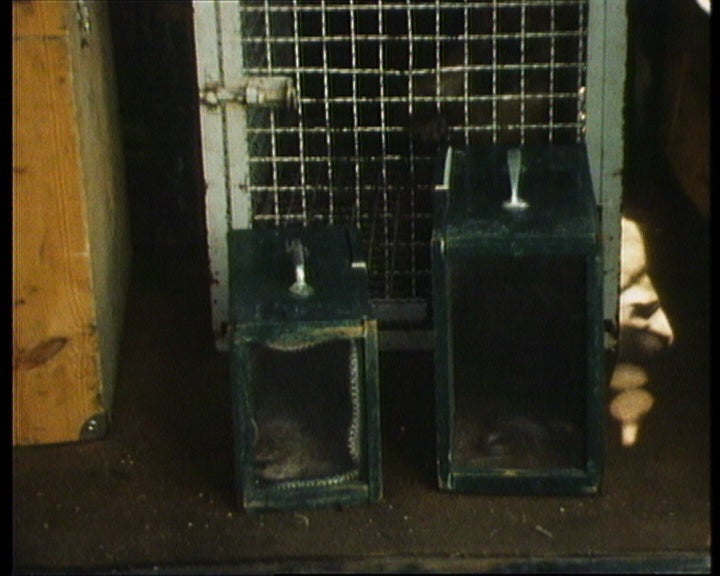 Picada da Víbora – Parte I