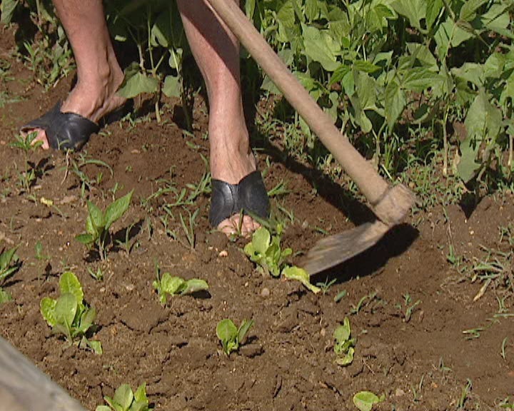 Hortas comunitárias