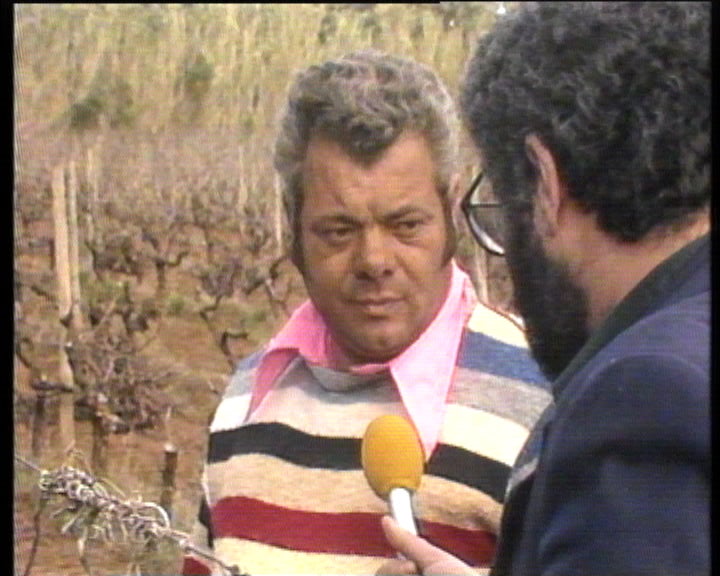 Produção de vinho na Ilha Graciosa