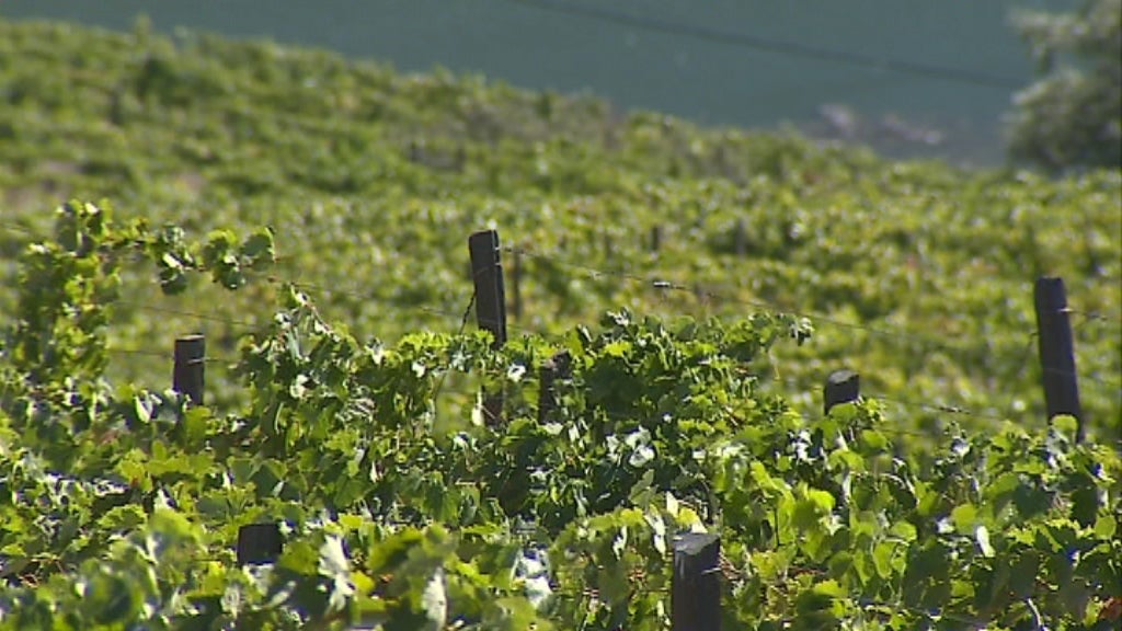 Produção de Vinho do Porto