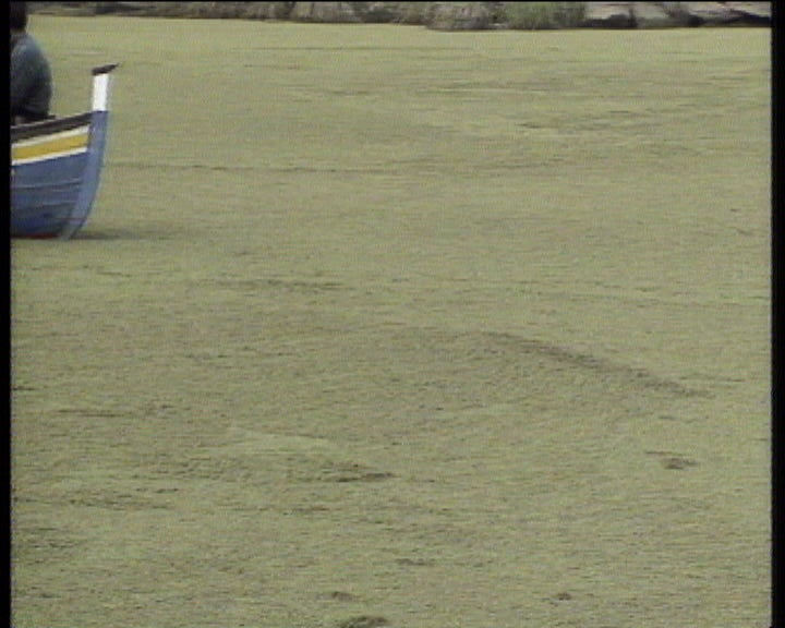 Algas no Rio Guadiana