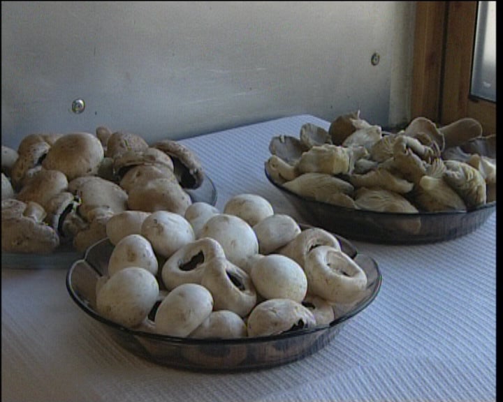 Curso de cogumelos em Vila Real