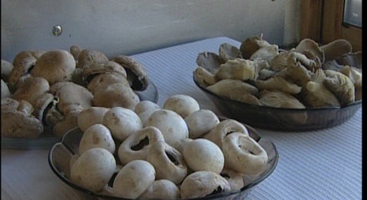 Curso de cogumelos em Vila Real