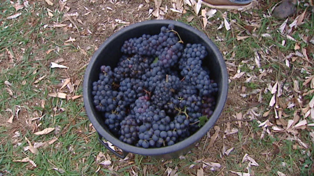 Apanha de uvas no Serviço de Desenvolvimento Agrário