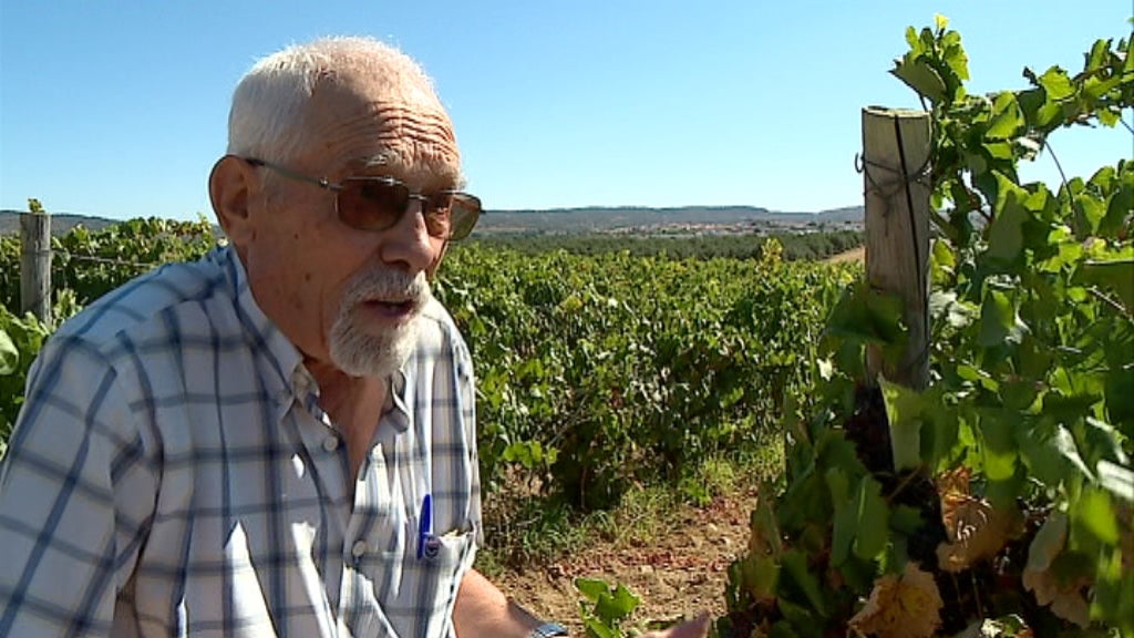 Calor provoca danos nas uvas