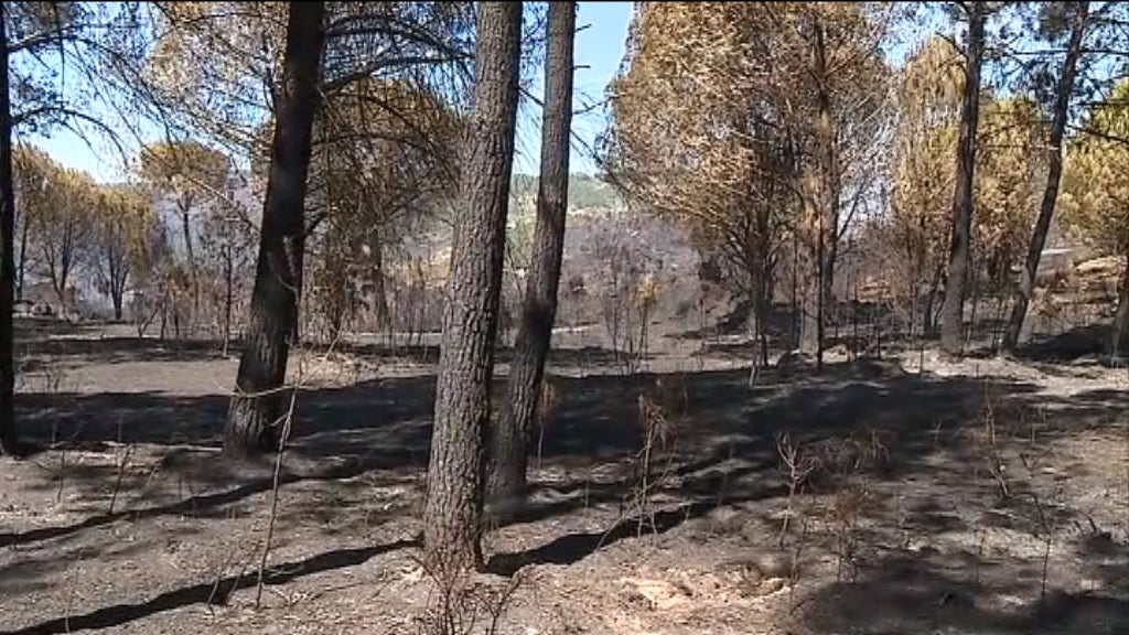 Incêndio florestal em Mangualde