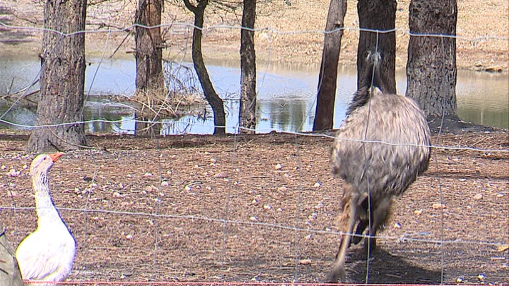 Maus tratos a animais