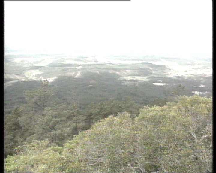 Protocolo para plantação de árvores