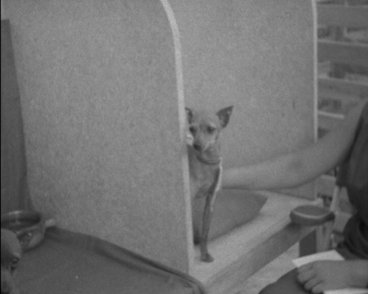 10ª Exposição Canina Internacional do Norte