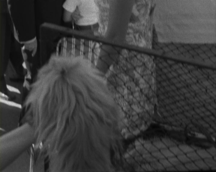 21ª Exposição Canina Internacional no Estoril