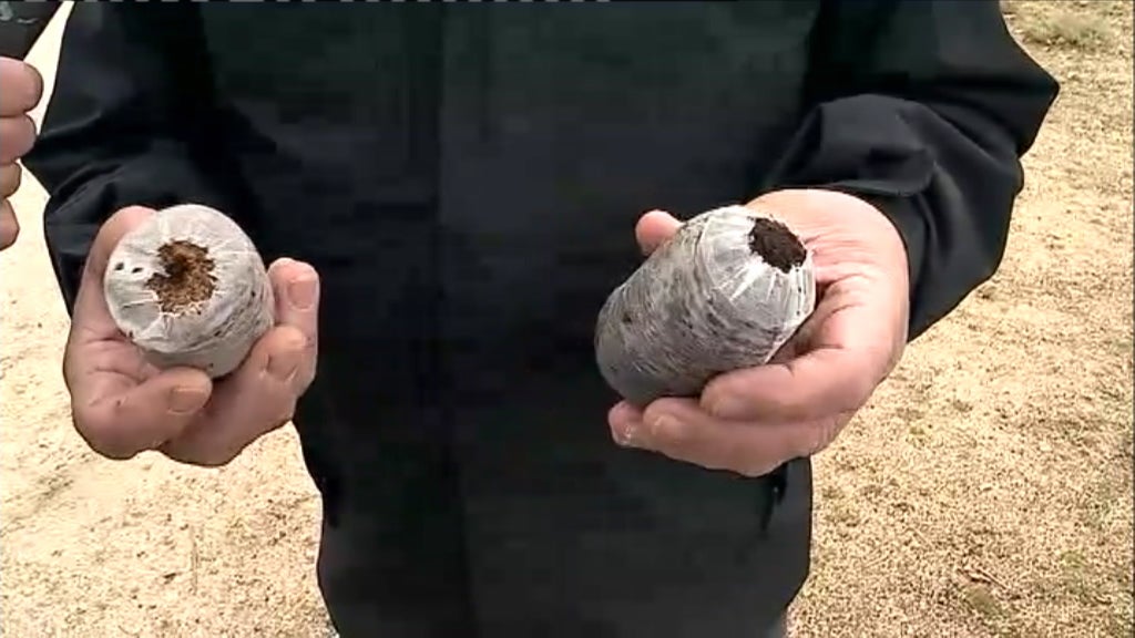 Reflorestação da Serra da Estrela