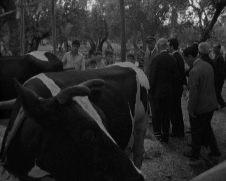 Concurso Pecuário em Castelo Branco