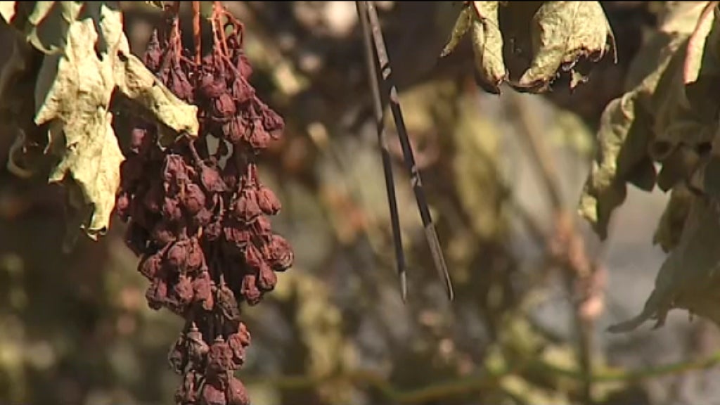 Incêndio florestal em Mação
