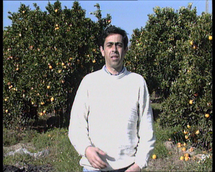 Os seguros agrícolas