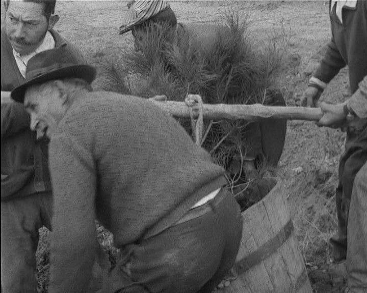 Primeira árvore no parque de Chelas