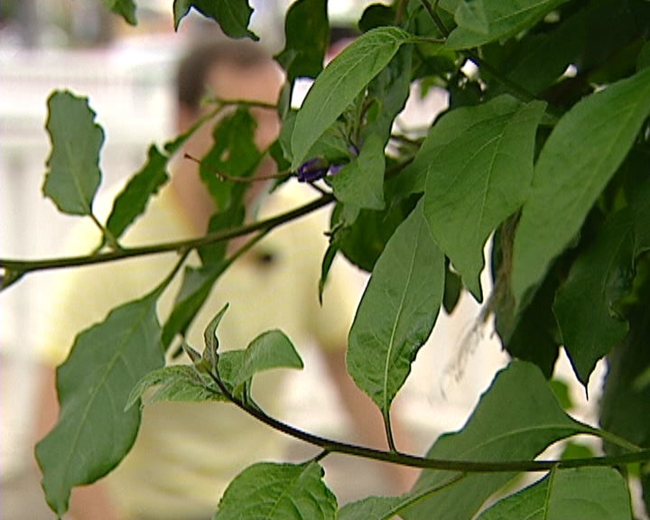 Professor alvo de violência verbal e física